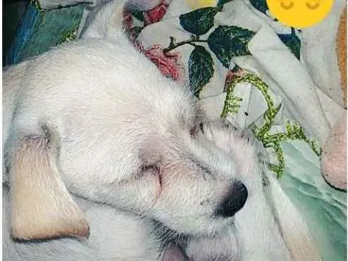 Cachorro raça Vira-lata  idade 2 a 6 meses nome Perola 