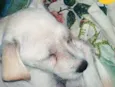 Perola 