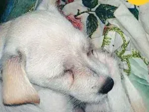 Cachorro raça Vira-lata  idade 2 a 6 meses nome Perola 