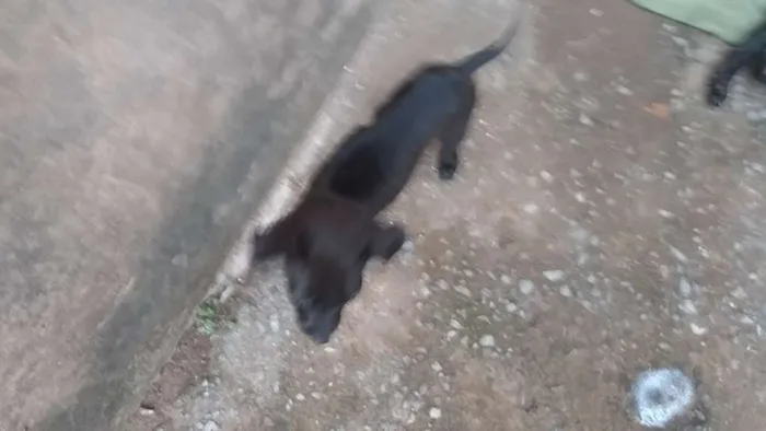 Cachorro ra a  idade 2 a 6 meses nome Baby,laureta