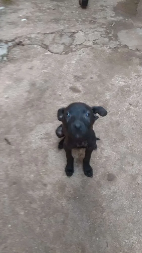 Cachorro ra a  idade 2 a 6 meses nome Baby,laureta