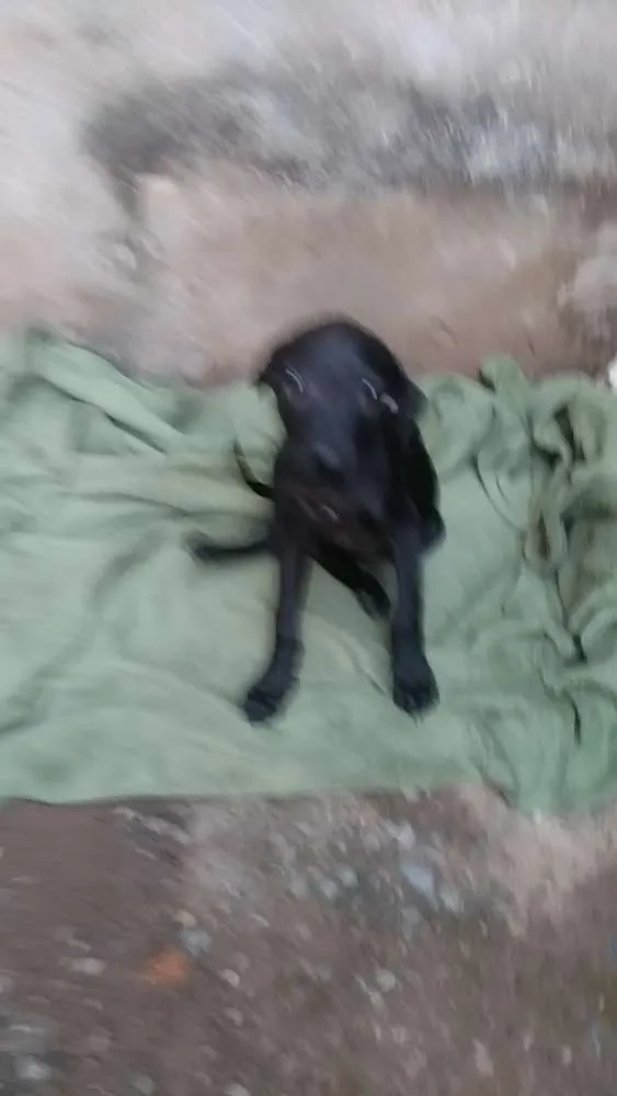 Cachorro ra a  idade 2 a 6 meses nome Baby,laureta