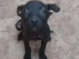 Baby,laureta