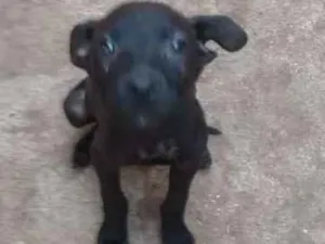 Cachorro raça  idade 2 a 6 meses nome Baby,laureta