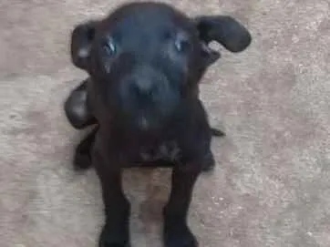Cachorro ra a  idade 2 a 6 meses nome Baby,laureta