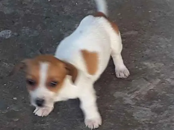 Cachorro ra a Linguiça com vira lata  idade 2 a 6 meses nome Sem