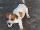 Cachorro raça Linguiça com vira lata  idade 2 a 6 meses nome Sem