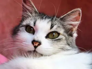 Gato raça SRD idade  nome Nina