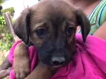 Cachorro ra a srd idade  nome FILHOTES 