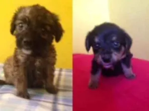 Cachorro raça  idade Abaixo de 2 meses nome FILHOTES