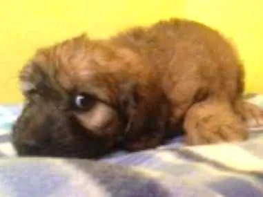 Cachorro ra a  idade  nome FILHOTES