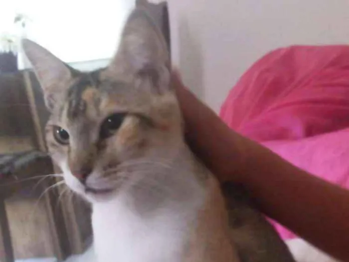 Gato ra a sem raça definida  idade 2 anos nome Rajada Maria 