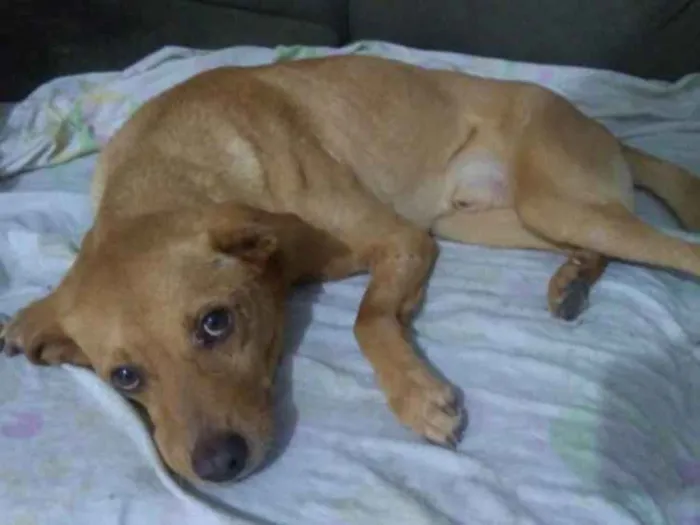 Cachorro ra a Vira lata  idade 6 ou mais anos nome Marley 