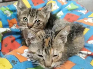 Gato raça Indefinida idade Abaixo de 2 meses nome Esperando um