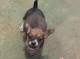 Cachorro raça Srd idade 2 a 6 meses nome Sem nome