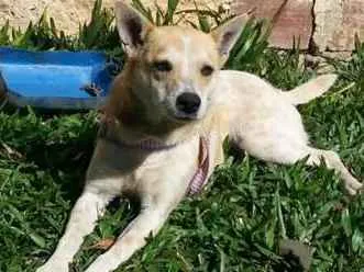 Cachorro ra a SRD idade 2 anos nome Chiquinha