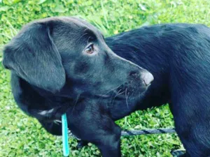 Cachorro raça SRD idade 1 ano nome Pandora