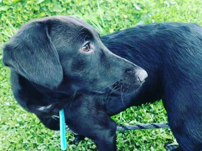 Cachorro ra a SRD idade 1 ano nome Pandora
