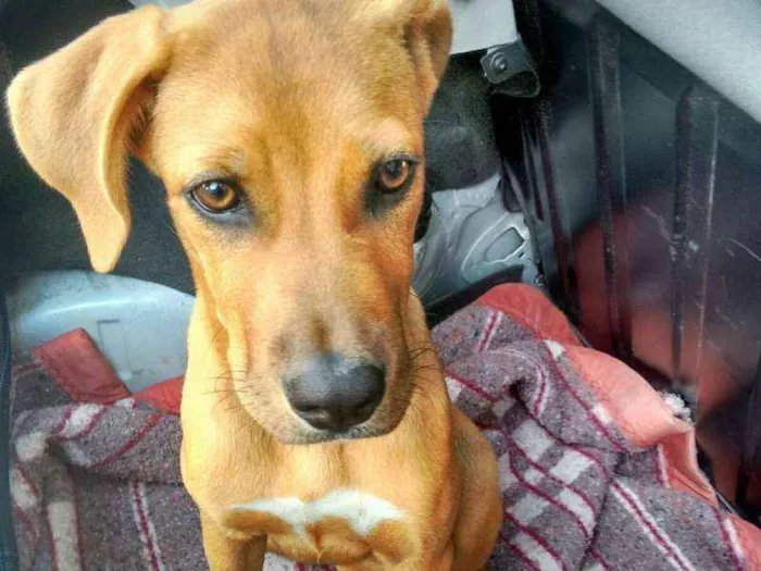 Cachorro ra a Vira lata idade 2 anos nome Katniss