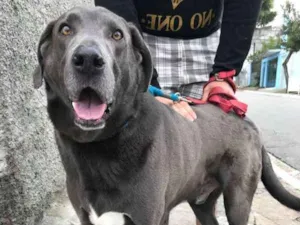 Cachorro raça weimaraner idade 5 anos nome Hercules