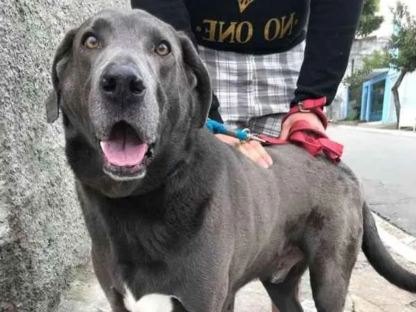 Cachorro ra a weimaraner idade 5 anos nome Hercules
