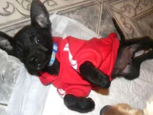 Cachorro raça Srd idade 2 a 6 meses nome Billy - ZN SP
