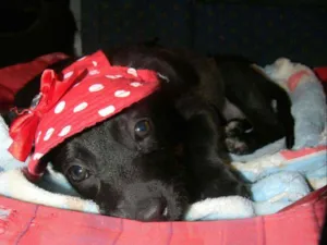 Cachorro raça Srd idade 2 a 6 meses nome Lise - ZN/SP