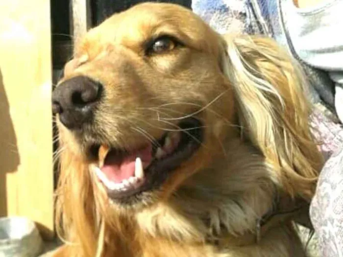Cachorro ra a Cocker ( mestiço) idade 4 anos nome Teddy