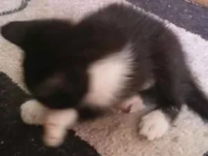 Gato raça Não sei idade Abaixo de 2 meses nome Não tem 