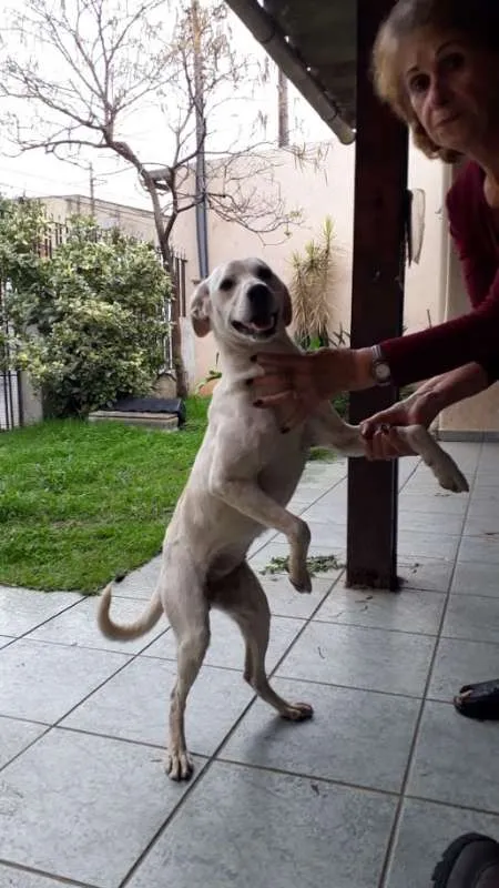 Cachorro ra a srd idade 7 a 11 meses nome Zuzu
