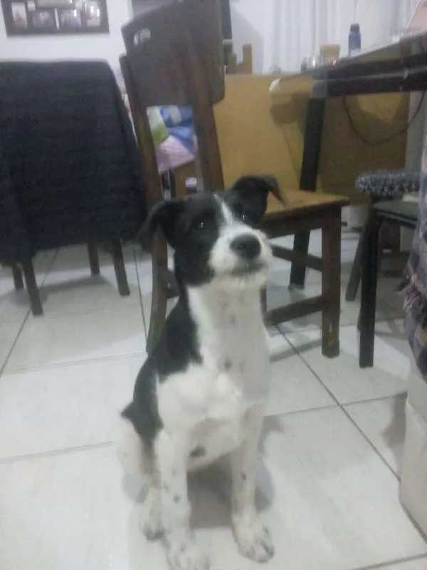 Cachorro ra a  idade 2 a 6 meses nome Toby