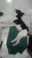 Toby