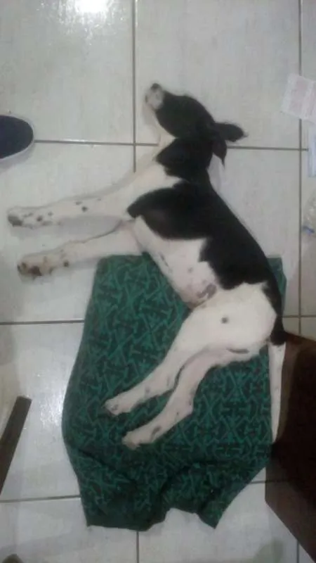 Cachorro ra a  idade 2 a 6 meses nome Toby