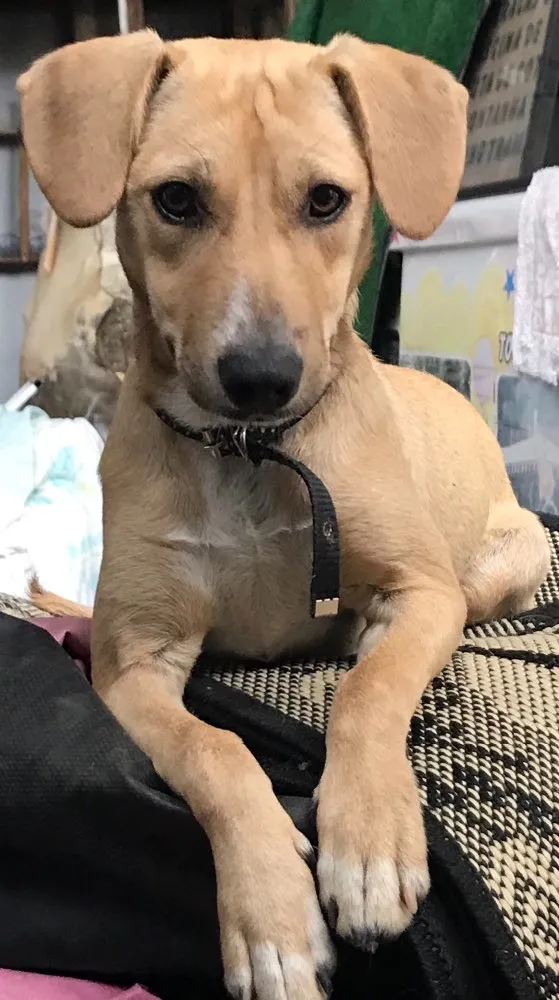 Cachorro ra a  idade 7 a 11 meses nome Paçoca 