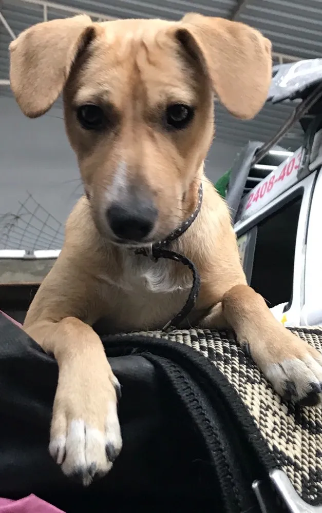 Cachorro ra a  idade 7 a 11 meses nome Paçoca 