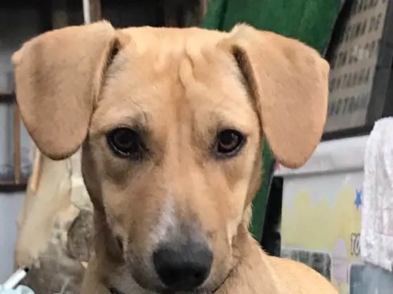 Cachorro ra a  idade 7 a 11 meses nome Paçoca 