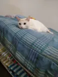 Miguel