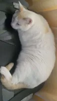 Miguel
