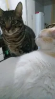 Tito 