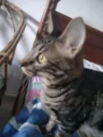 Tito 