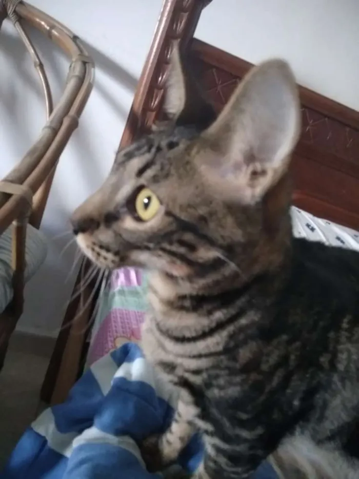 Gato ra a Srd idade 1 ano nome Tito 