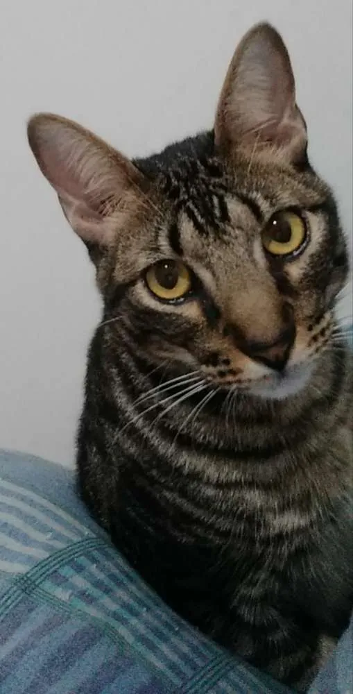 Gato ra a Srd idade 1 ano nome Tito 
