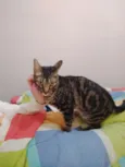 Tito 