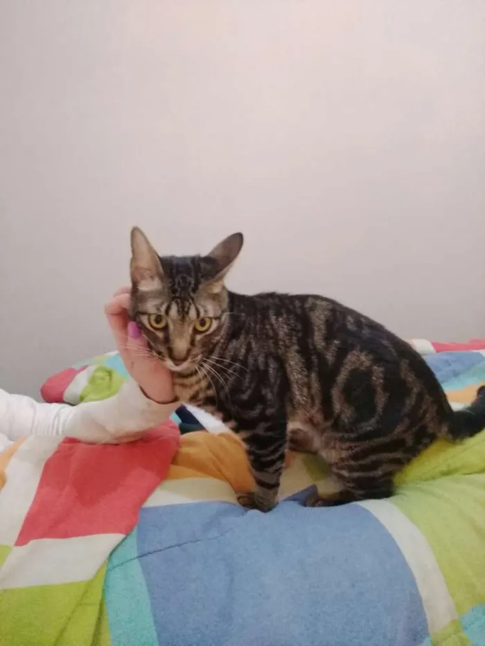 Gato ra a Srd idade 1 ano nome Tito 