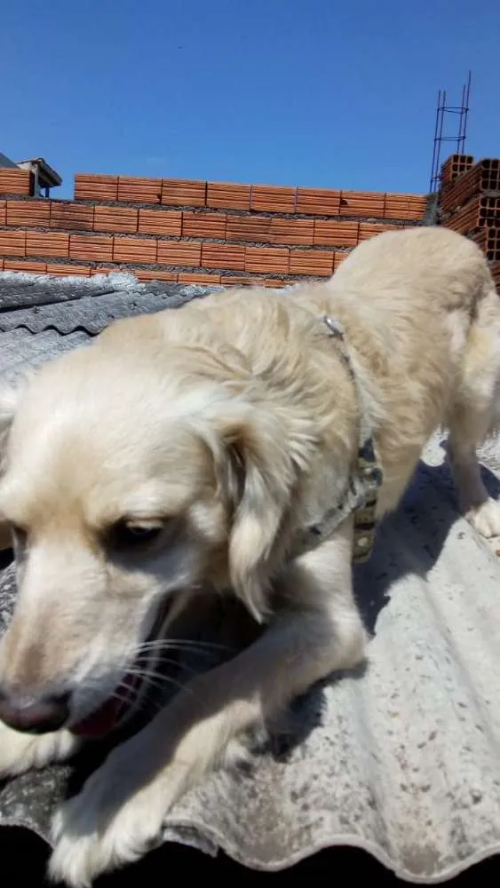 Cachorro ra a Srd idade 5 anos nome Bela