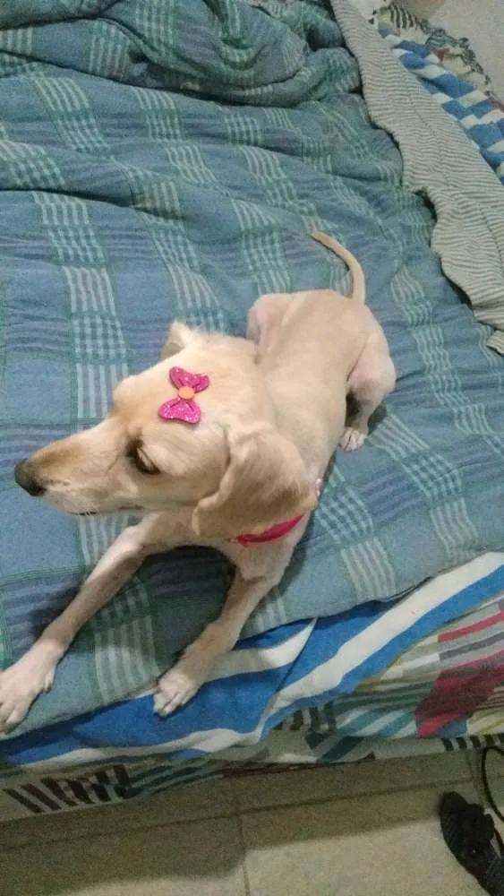 Cachorro ra a Srd idade 5 anos nome Bela
