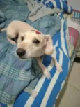 Bela