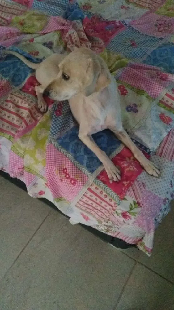 Cachorro ra a Srd idade 5 anos nome Bela