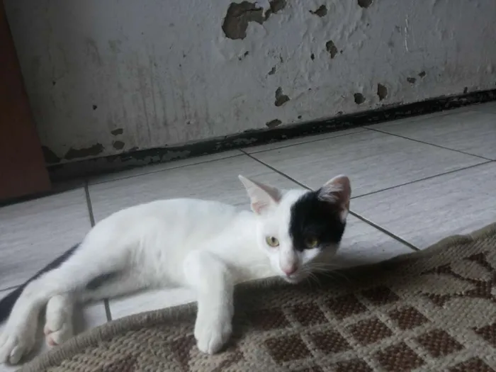 Gato ra a SRD idade 2 a 6 meses nome sem nome