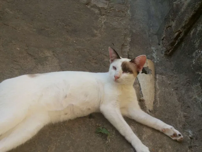 Gato ra a SRD idade 7 a 11 meses nome sem nome